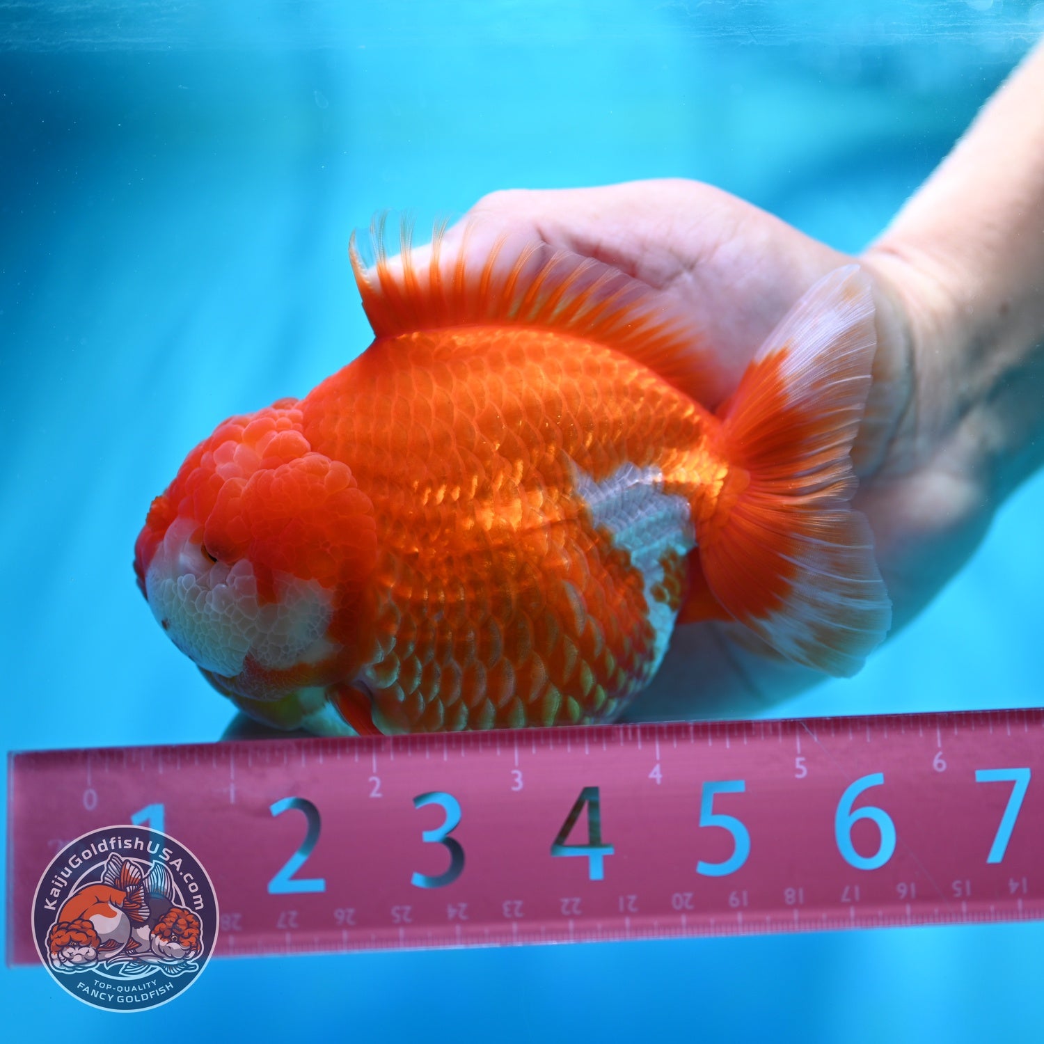 Jumbo Red White YuanBao Oranda 5 inch Body (260529_OR05)