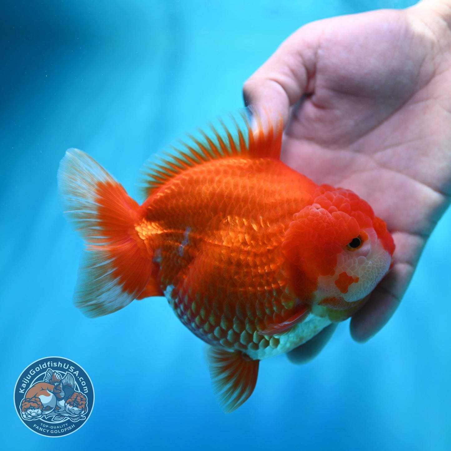 Jumbo Red White YuanBao Oranda 5 inch Body (260529_OR05)