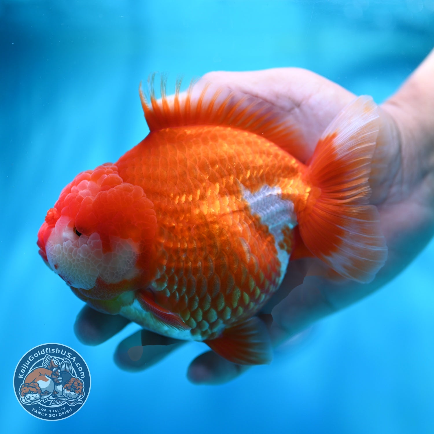 Jumbo Red White YuanBao Oranda 5 inch Body (260529_OR05)