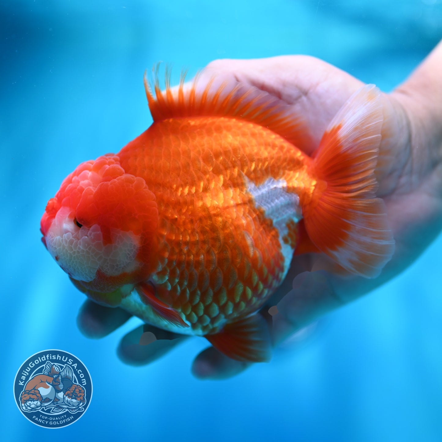 Jumbo Red White YuanBao Oranda 5 inch Body (260529_OR05)