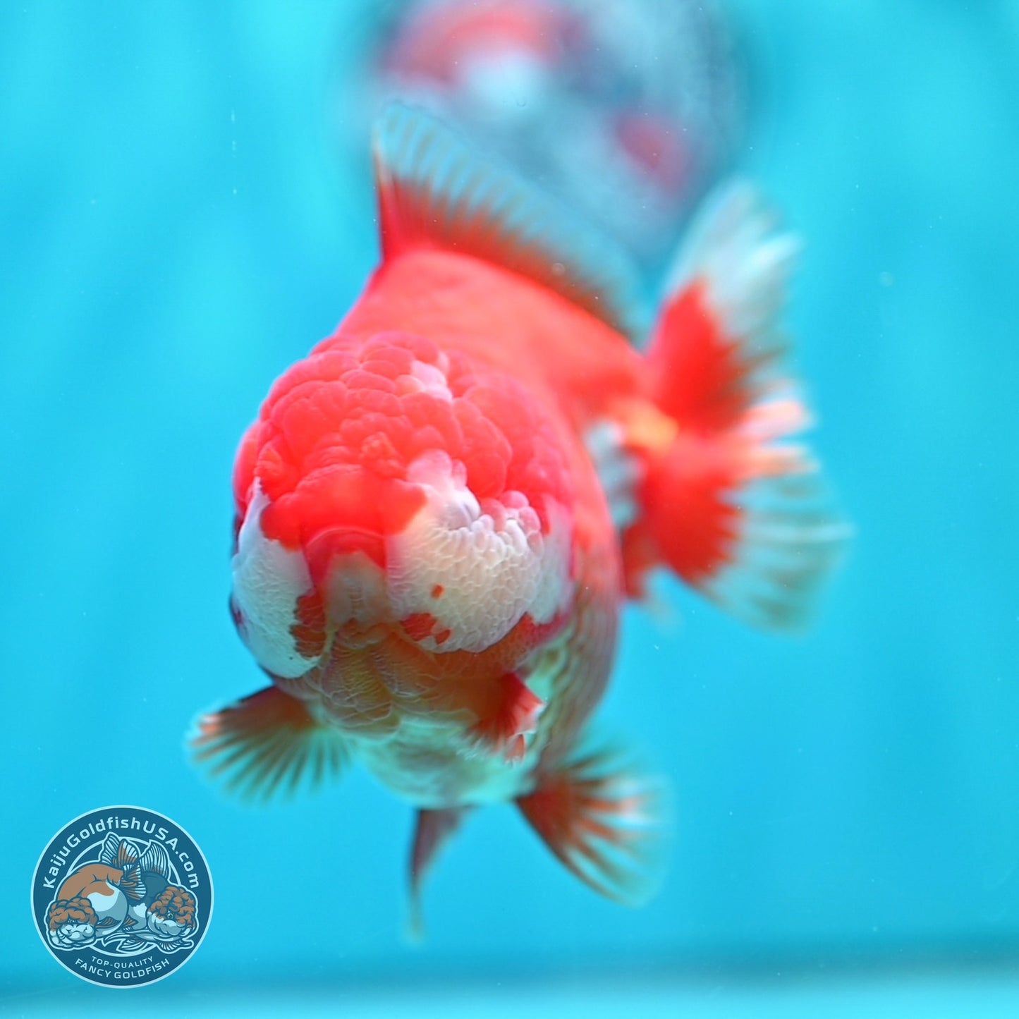 Jumbo Red White YuanBao Oranda 5 inch Body (260529_OR05)