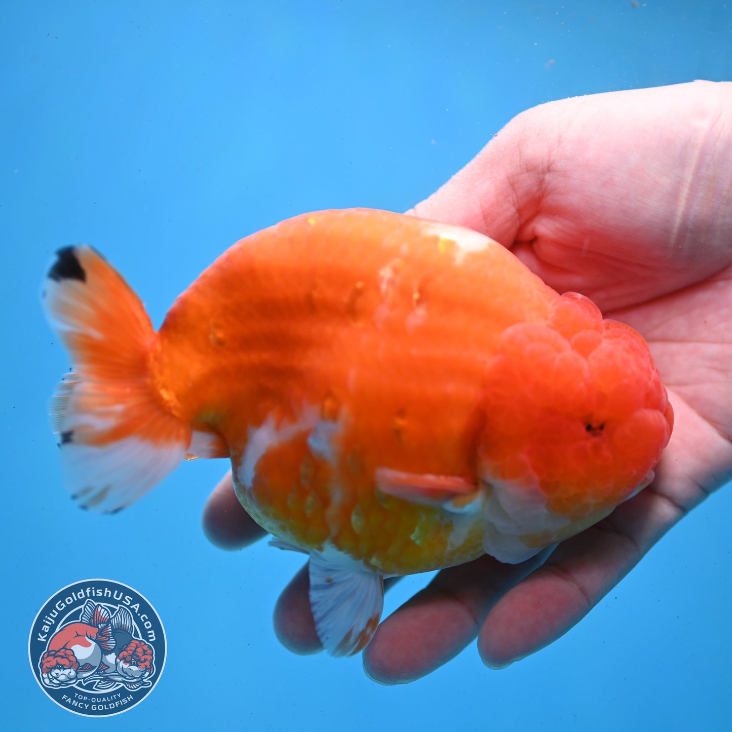 Jumbo Sakura Ranchu 4.8 inch Body (260227_RC01)