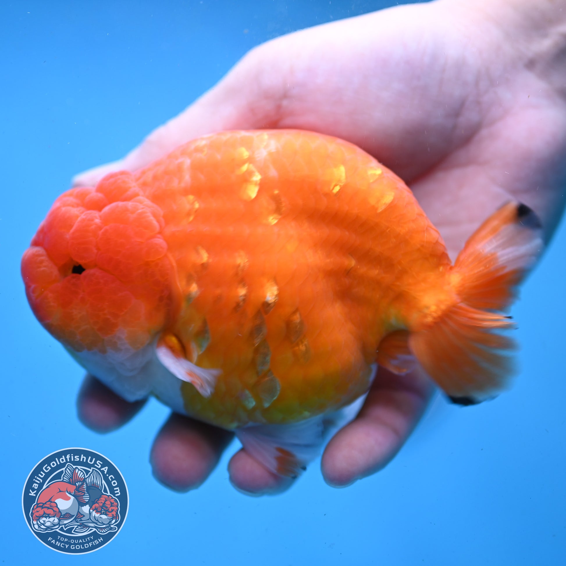 Jumbo Sakura Ranchu 4.8 inch Body (260227_RC01)