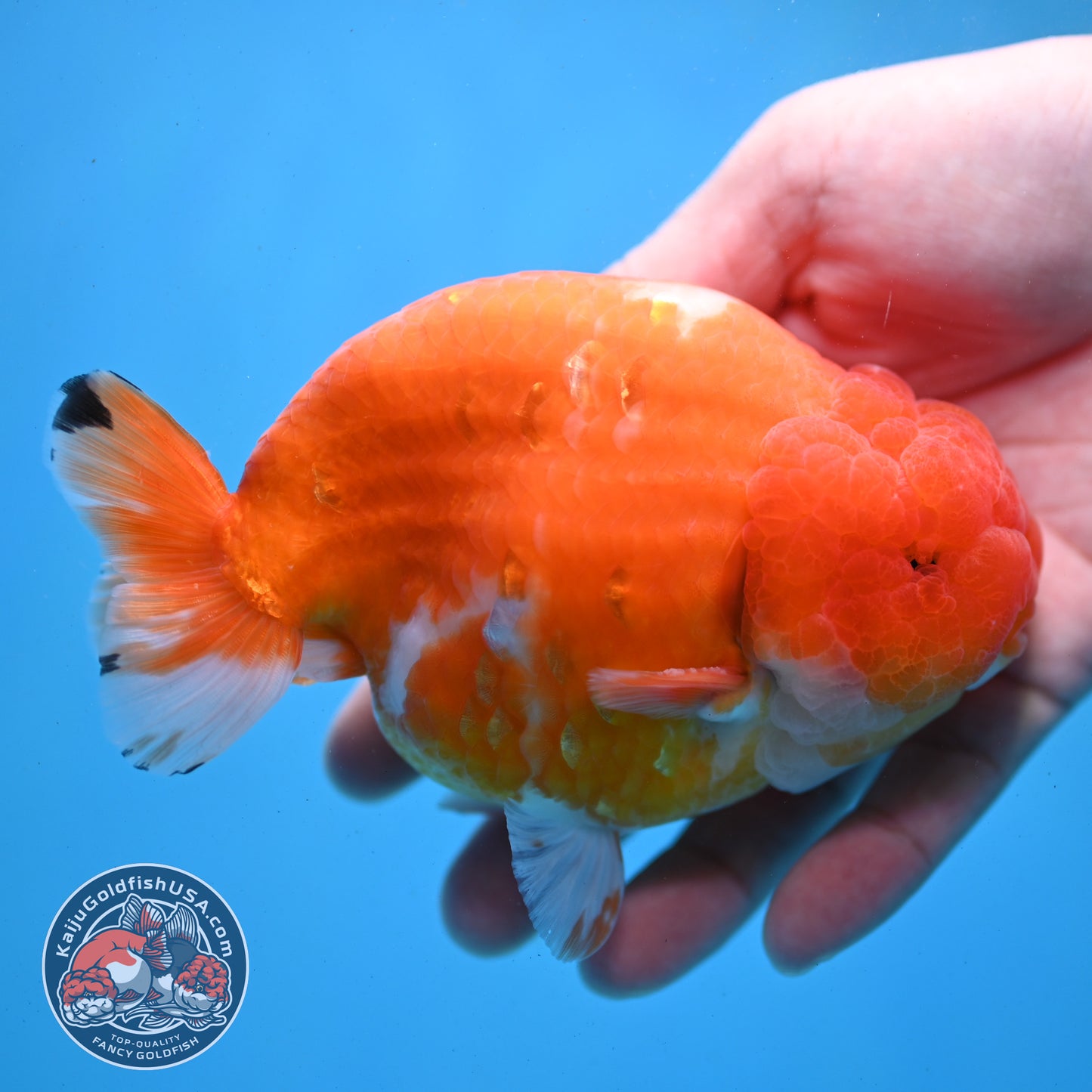 Jumbo Sakura Ranchu 4.8 inch Body (260227_RC01)