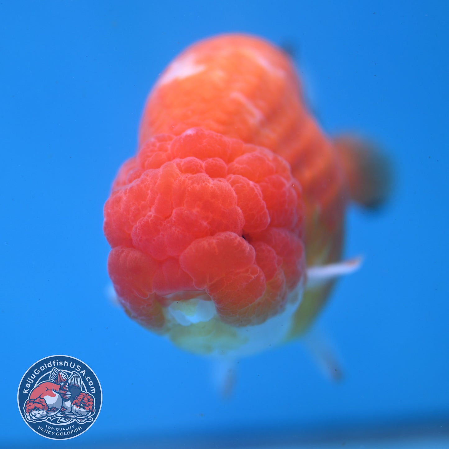 Jumbo Sakura Ranchu 4.8 inch Body (260227_RC01)