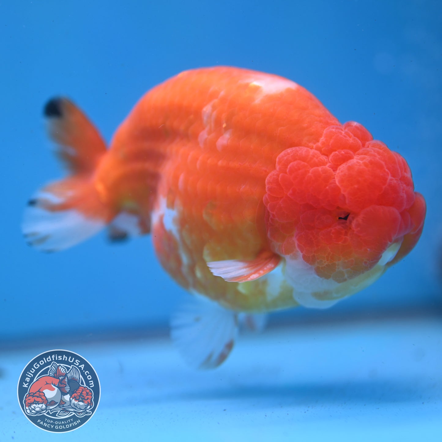 Jumbo Sakura Ranchu 4.8 inch Body (260227_RC01)