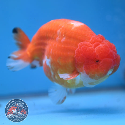 Jumbo Sakura Ranchu 4.8 inch Body (260227_RC01)