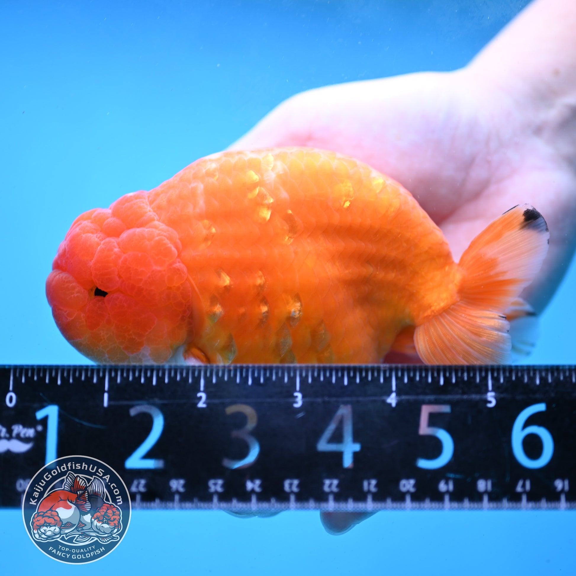 Jumbo Sakura Ranchu 4.8 inch Body (260227_RC01)