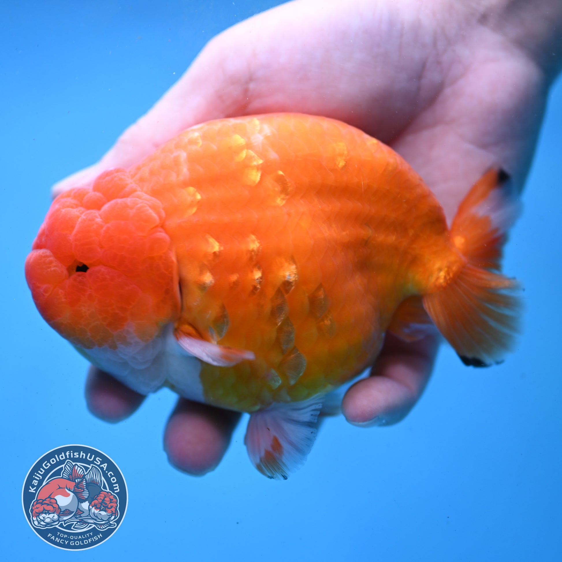 Jumbo Sakura Ranchu 4.8 inch Body (260227_RC01)