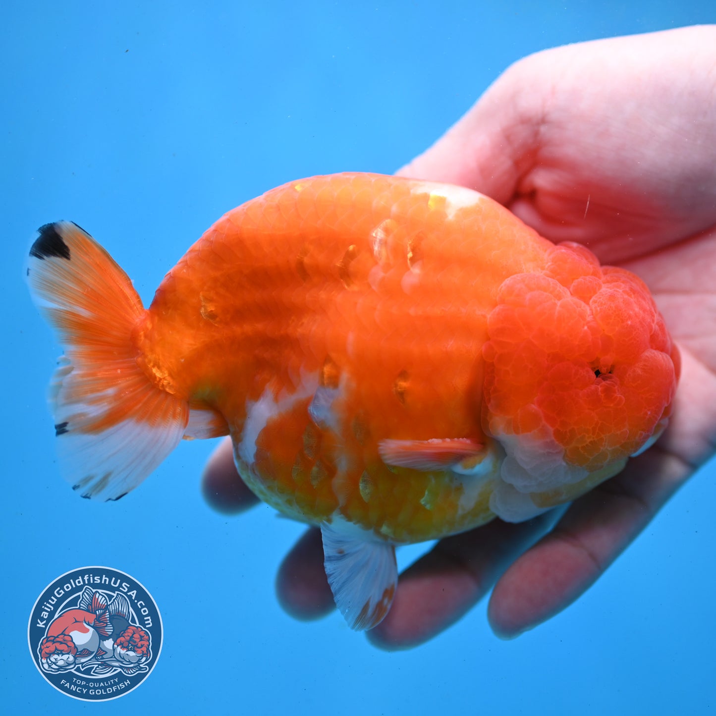Jumbo Sakura Ranchu 4.8 inch Body (260227_RC01)