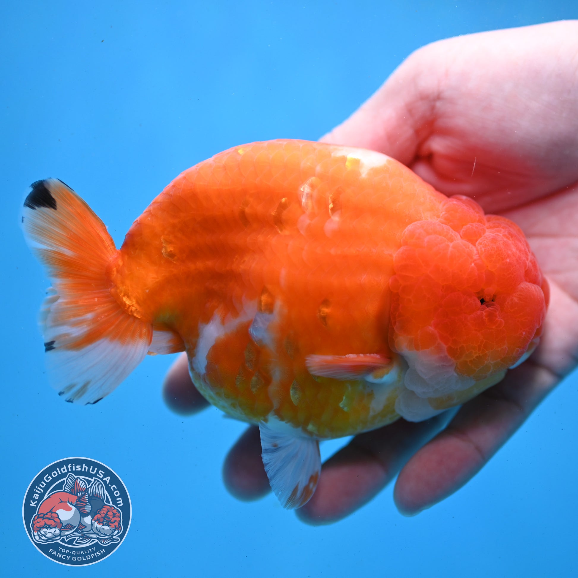 Jumbo Sakura Ranchu 4.8 inch Body (260227_RC01)