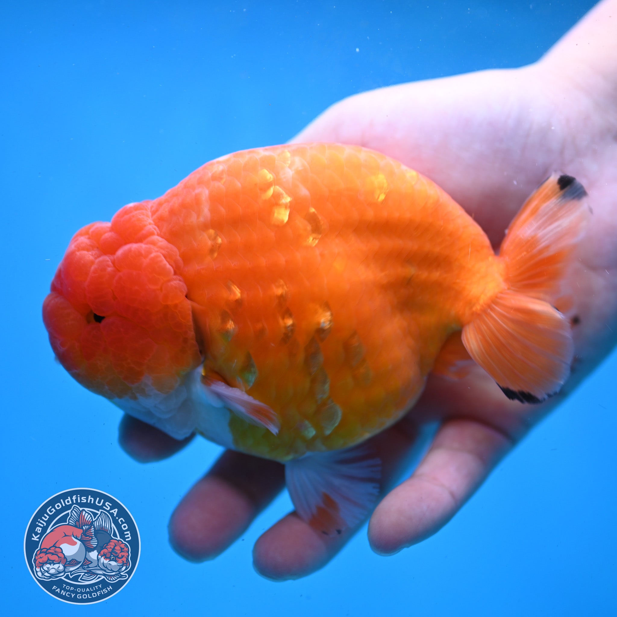 Top-Quality Fancy Goldfish For Sale | Kaiju Goldfish USA