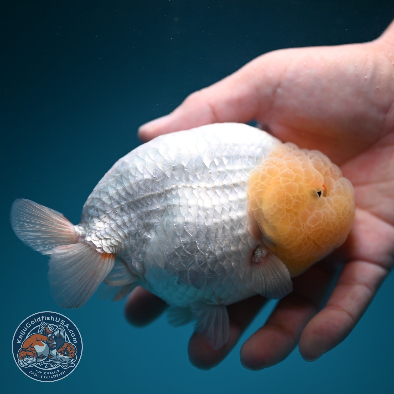Jumbo Snow White Ranchu 4.5 inch Body (260619_RC07)