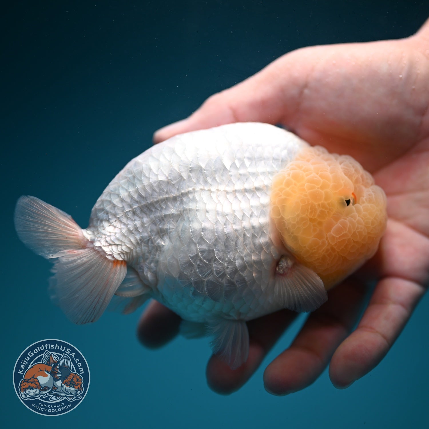 Jumbo Snow White Ranchu 4.5 inch Body (260619_RC07)