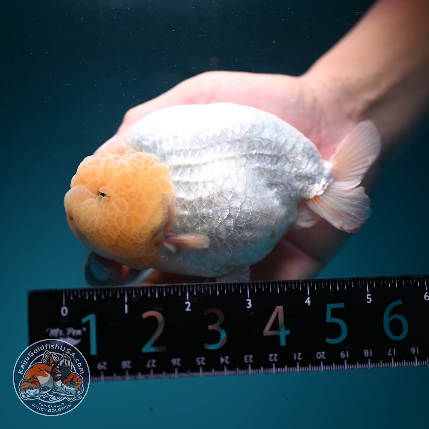 Jumbo Snow White Ranchu 4.5 inch Body (260619_RC07)