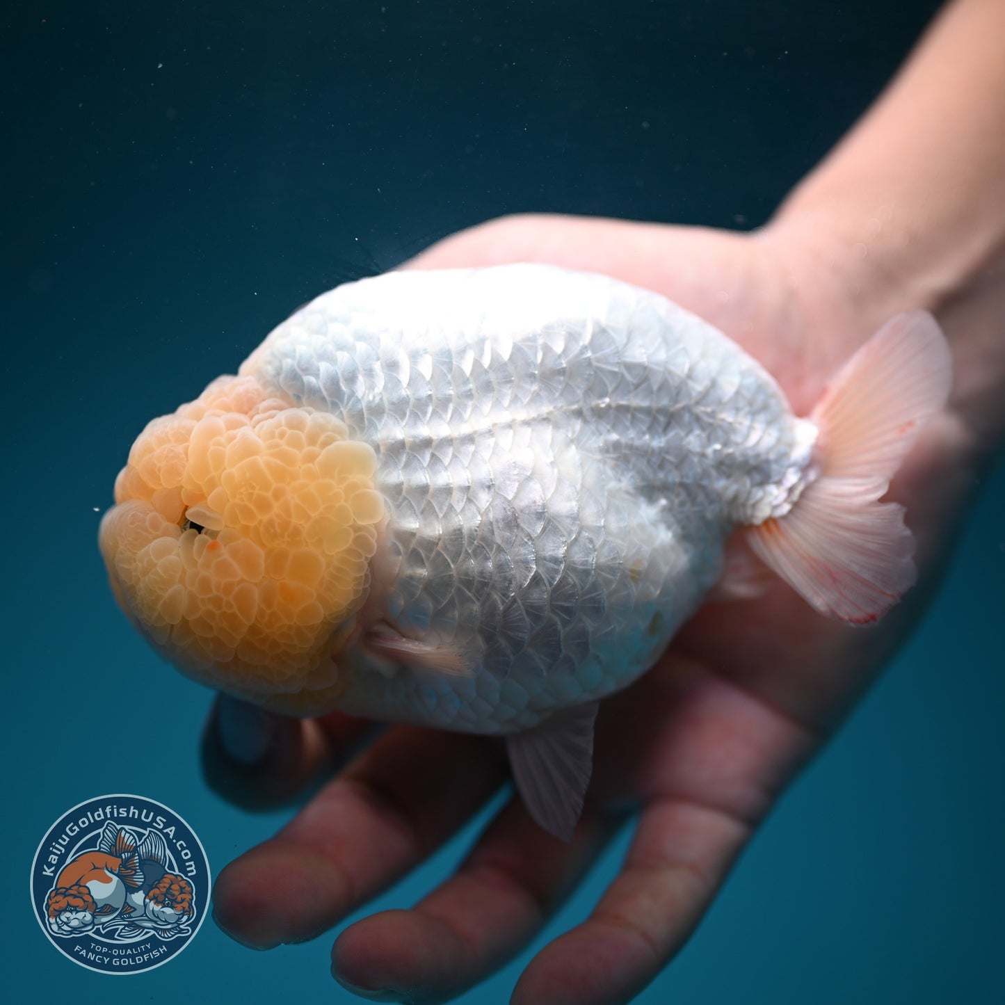 Jumbo Snow White Ranchu 4.5 inch Body (260619_RC07)