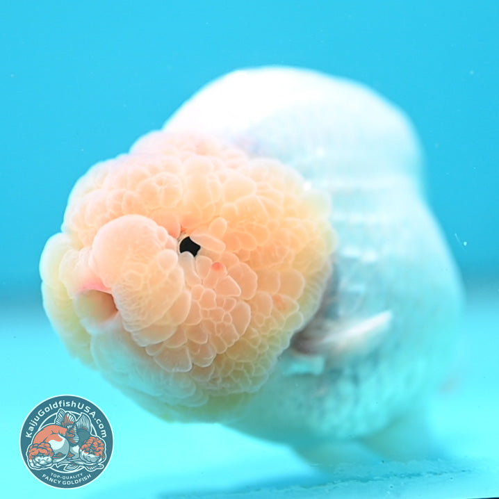 Jumbo Snow White Ranchu 4.5 inch Body (260619_RC07)