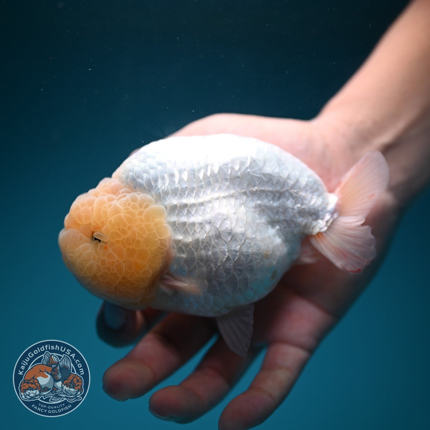 Jumbo Snow White Ranchu 4.5 inch Body (260619_RC07)