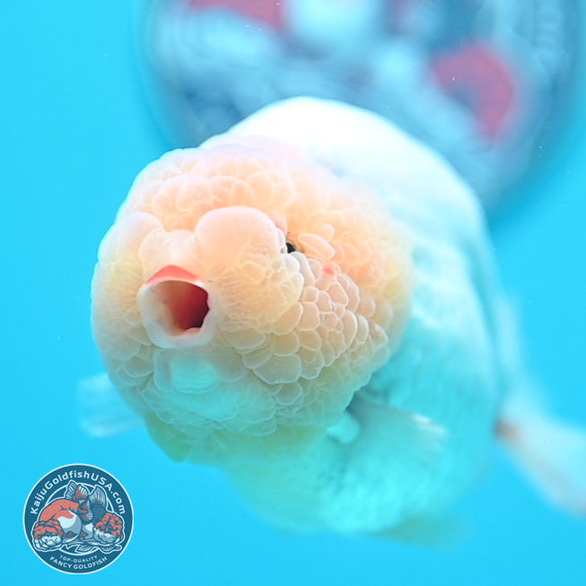 Jumbo Snow White Ranchu 4.5 inch Body (260619_RC07)
