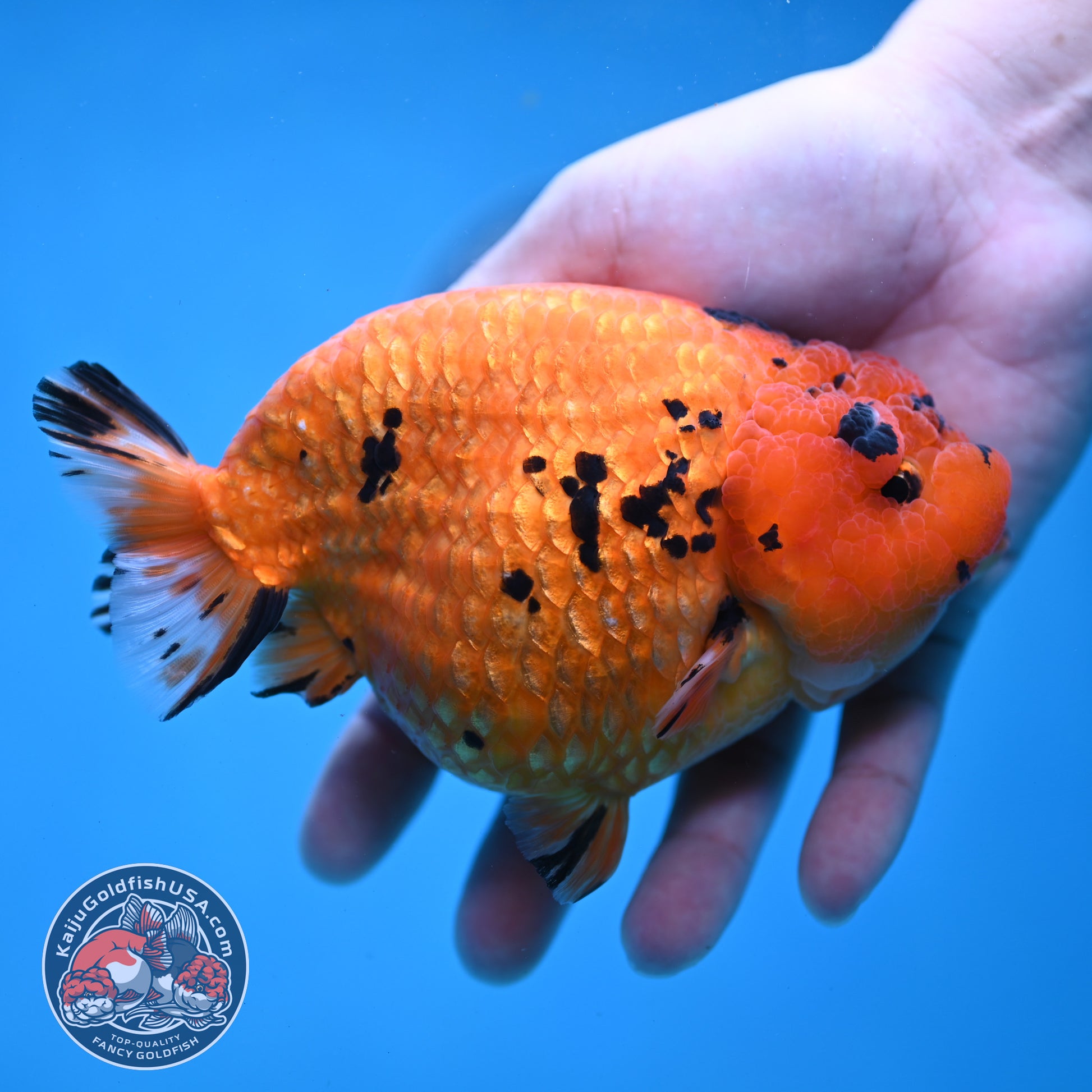 Jumbo Tiger Ranchu 5 inch Body (260220_RC11)