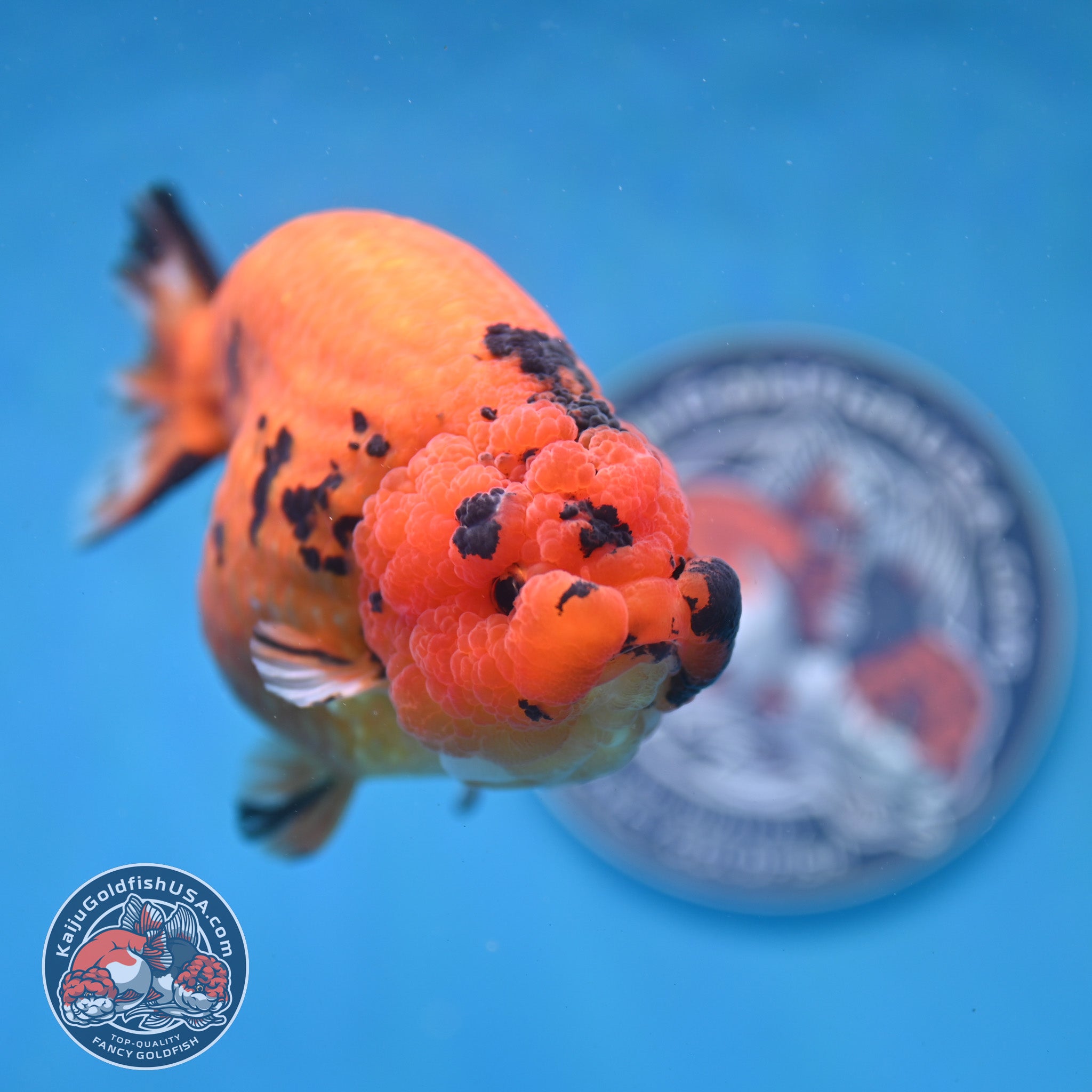 Jumbo Tiger Ranchu 5 inch Body (260220_RC11) – Kaiju Goldfish USA