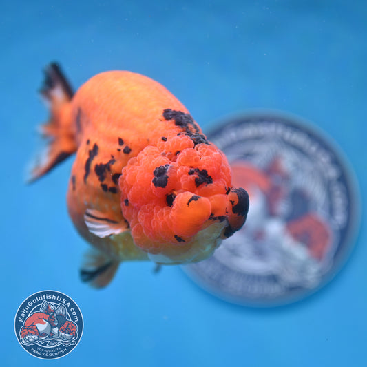Jumbo Tiger Ranchu 5 inch Body (260220_RC11)