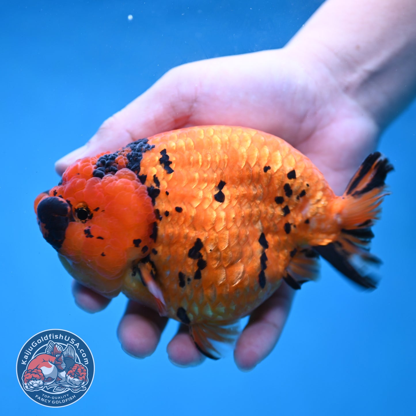 Jumbo Tiger Ranchu 5 inch Body (260220_RC11)