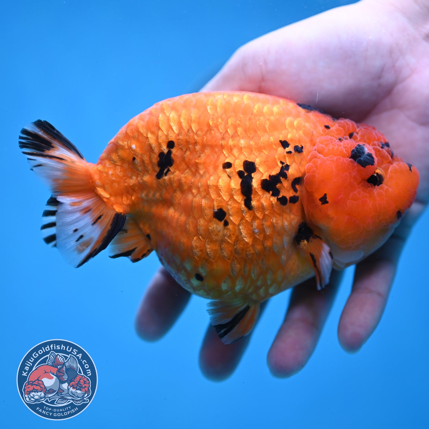 Jumbo Tiger Ranchu 5 inch Body (260220_RC11)