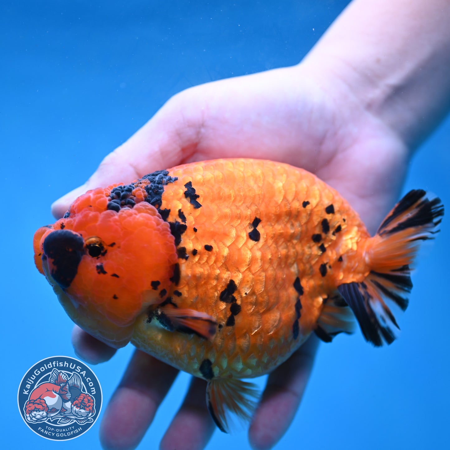 Jumbo Tiger Ranchu 5 inch Body (260220_RC11)
