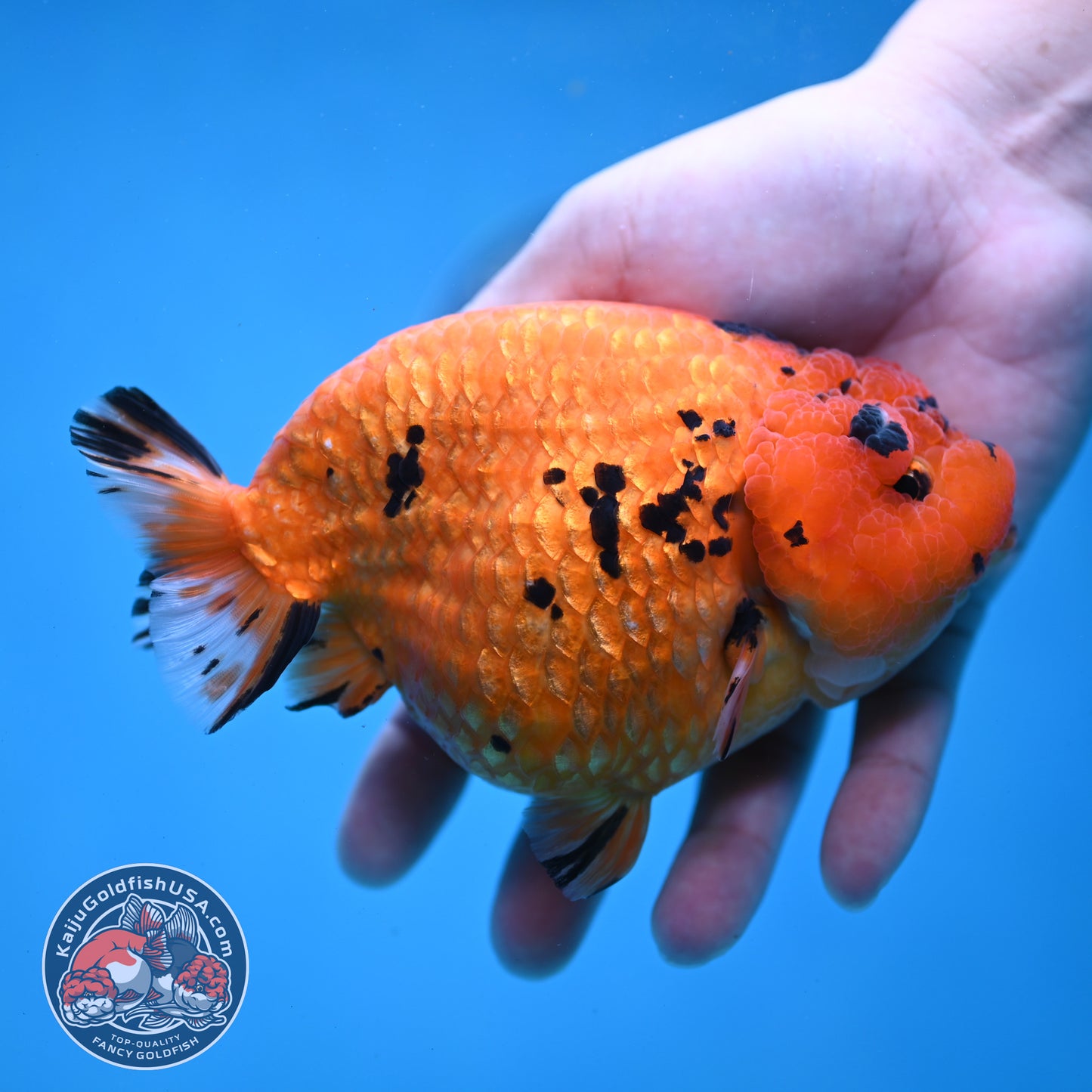 Jumbo Tiger Ranchu 5 inch Body (260220_RC11)