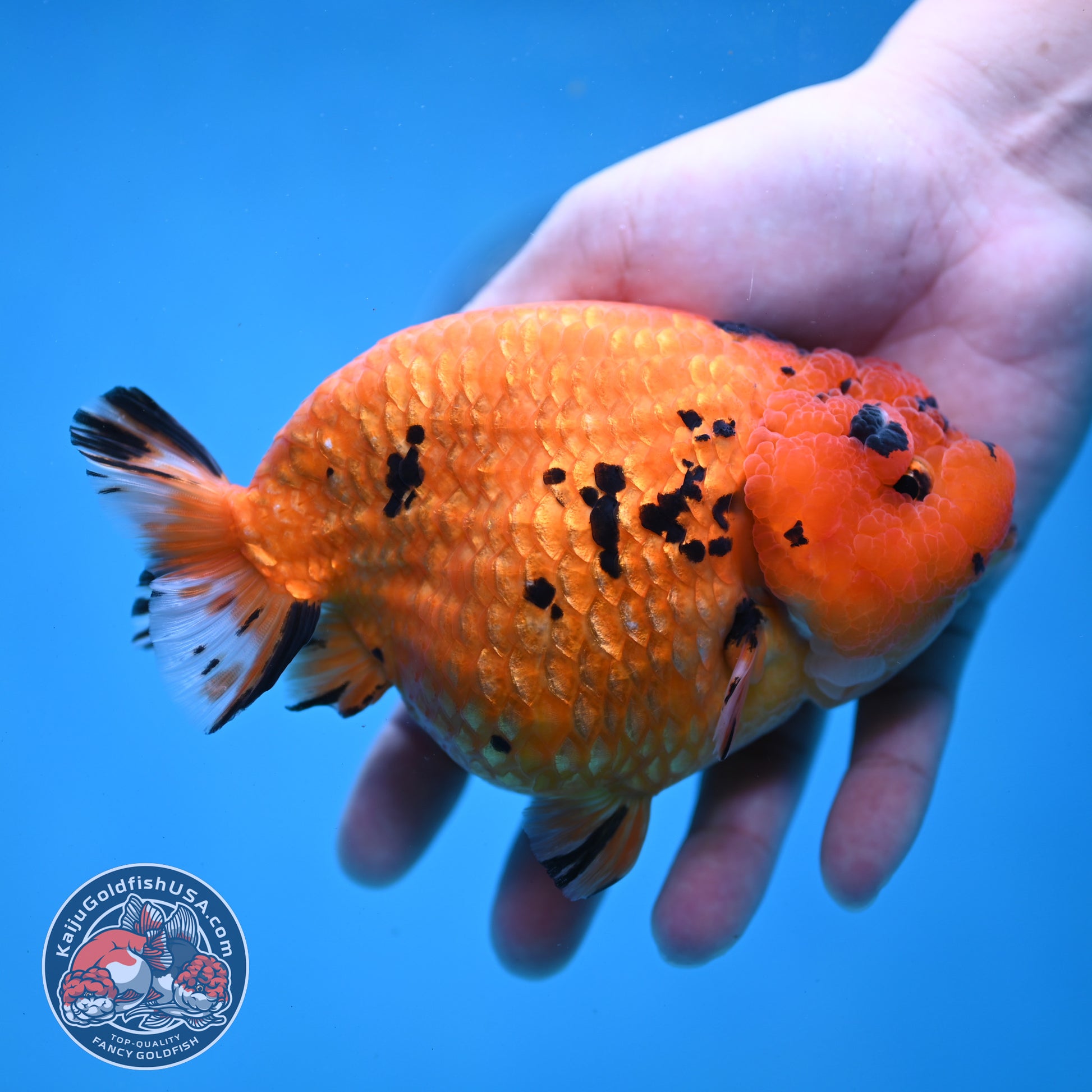 Jumbo Tiger Ranchu 5 inch Body (260220_RC11)