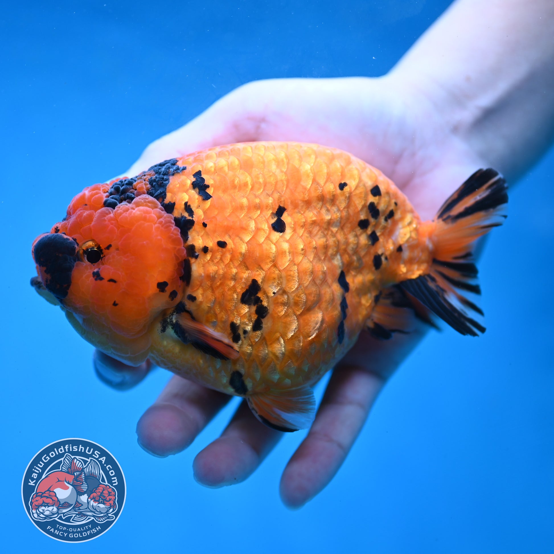 Jumbo Tiger Ranchu 5 inch Body (260220_RC11)