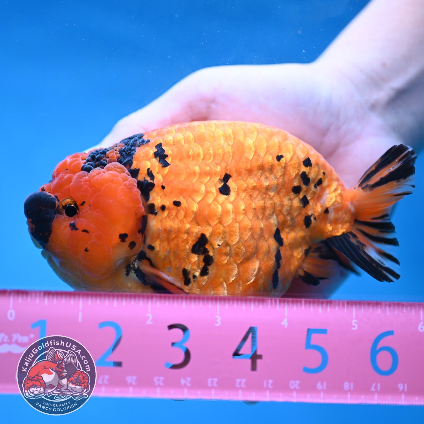 Jumbo Tiger Ranchu 5 inch Body (260220_RC11)