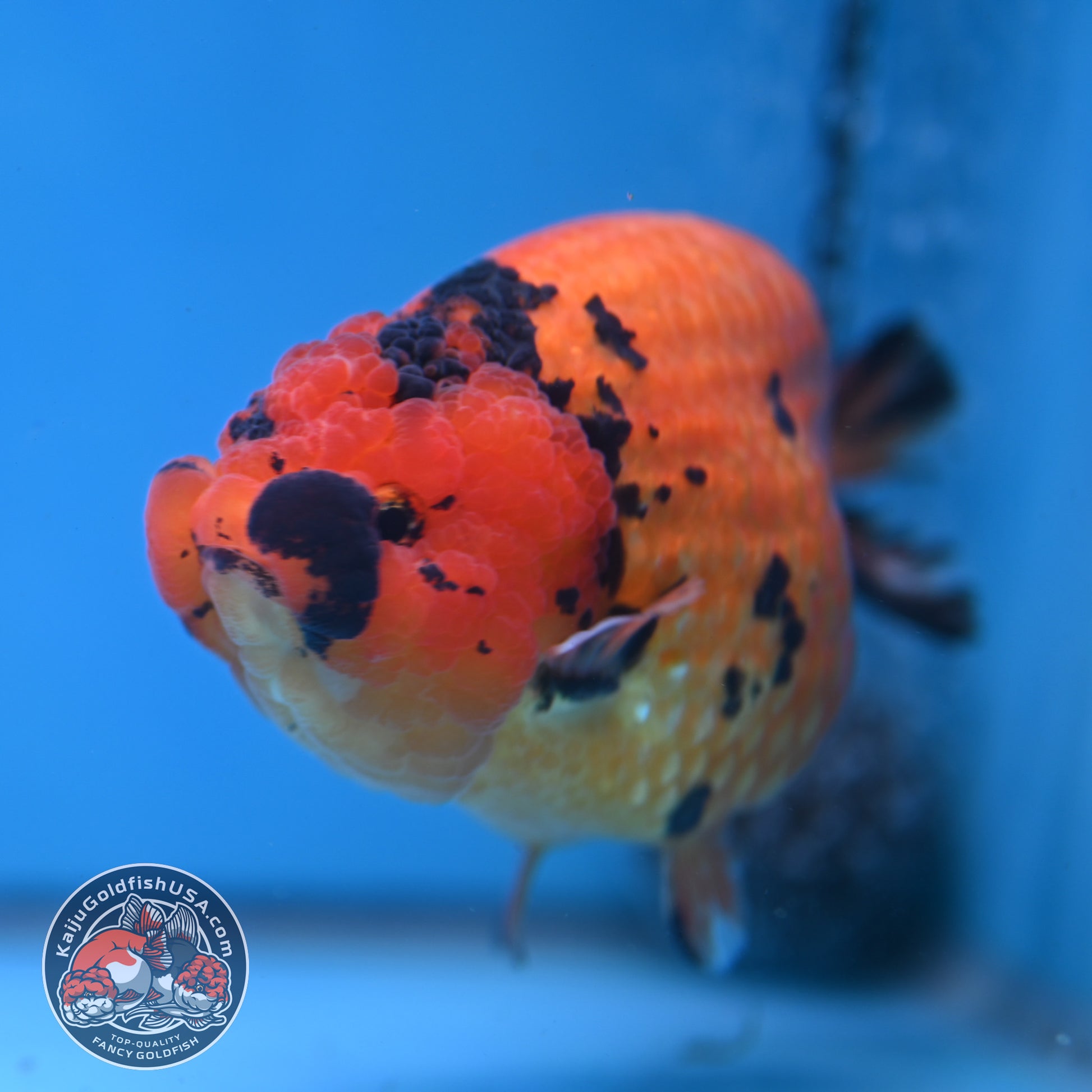 Jumbo Tiger Ranchu 5 inch Body (260220_RC11)