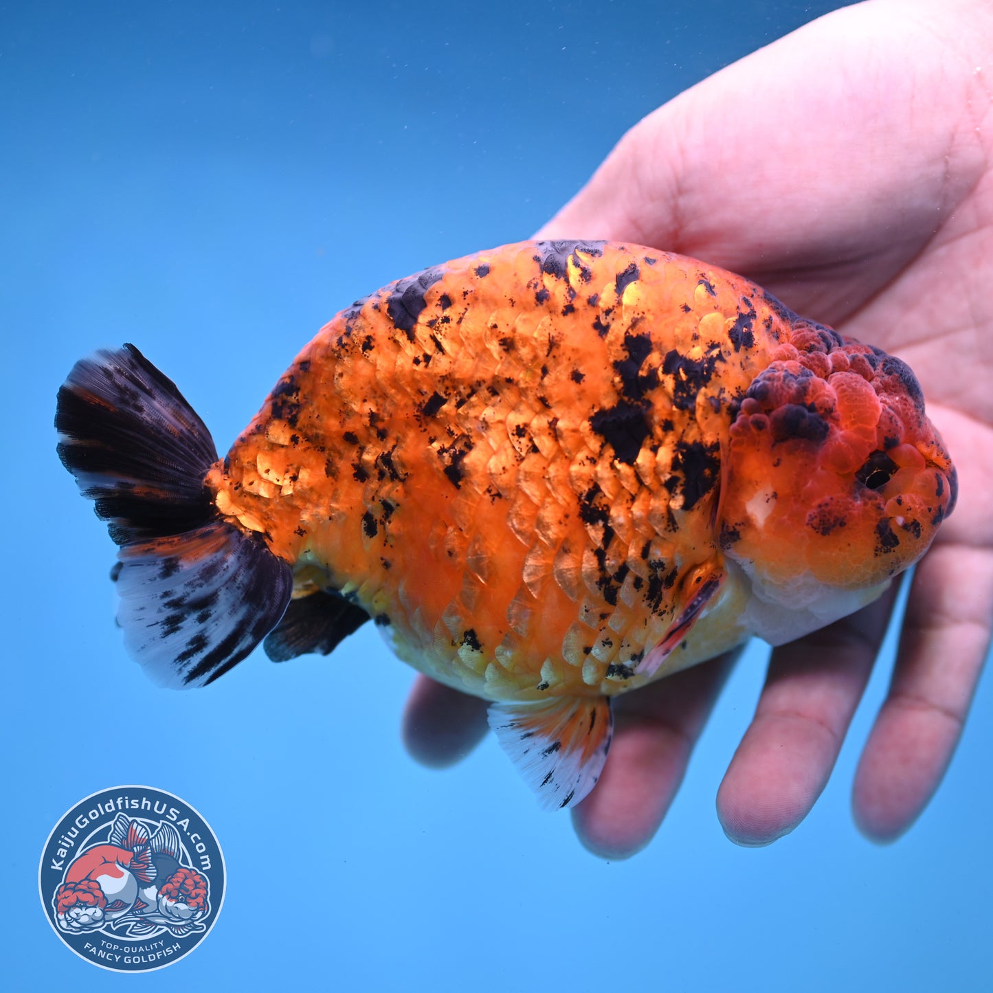 Jumbo Tiger Ranchu 5 inch Body (260306_RC02)