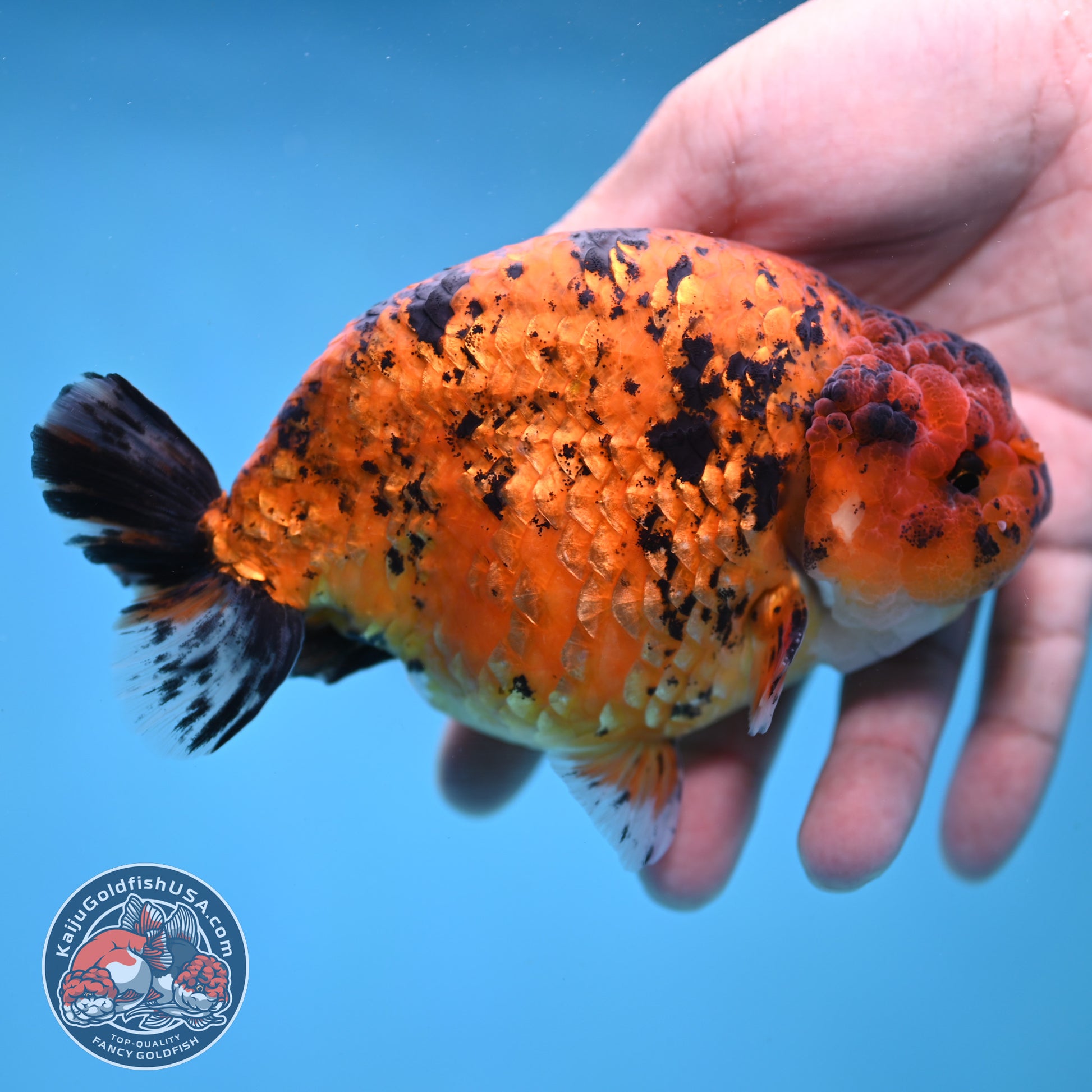 Jumbo Tiger Ranchu 5 inch Body (260306_RC02)