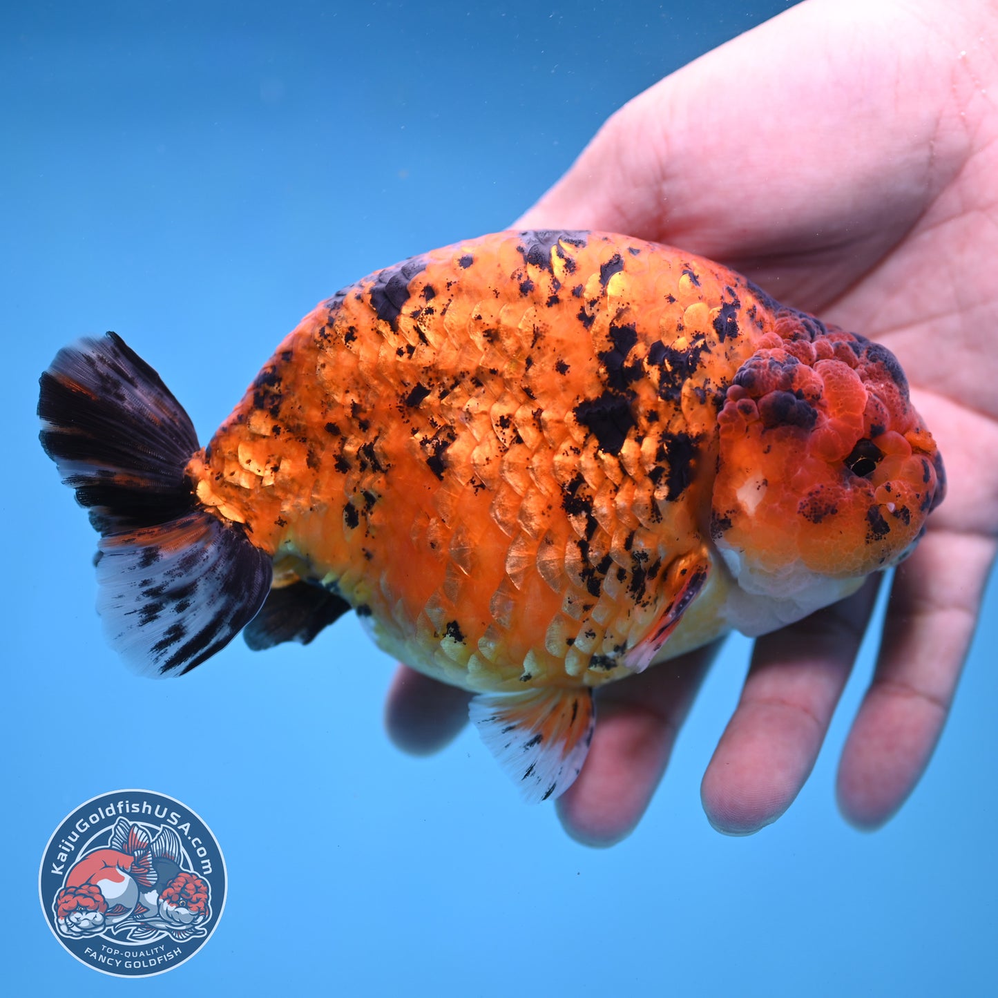 Jumbo Tiger Ranchu 5 inch Body (260306_RC02)
