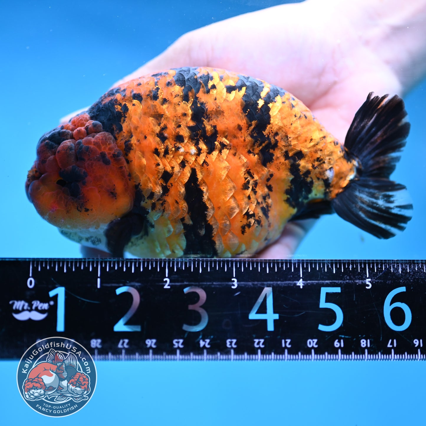 Jumbo Tiger Ranchu 5 inch Body (260306_RC02)