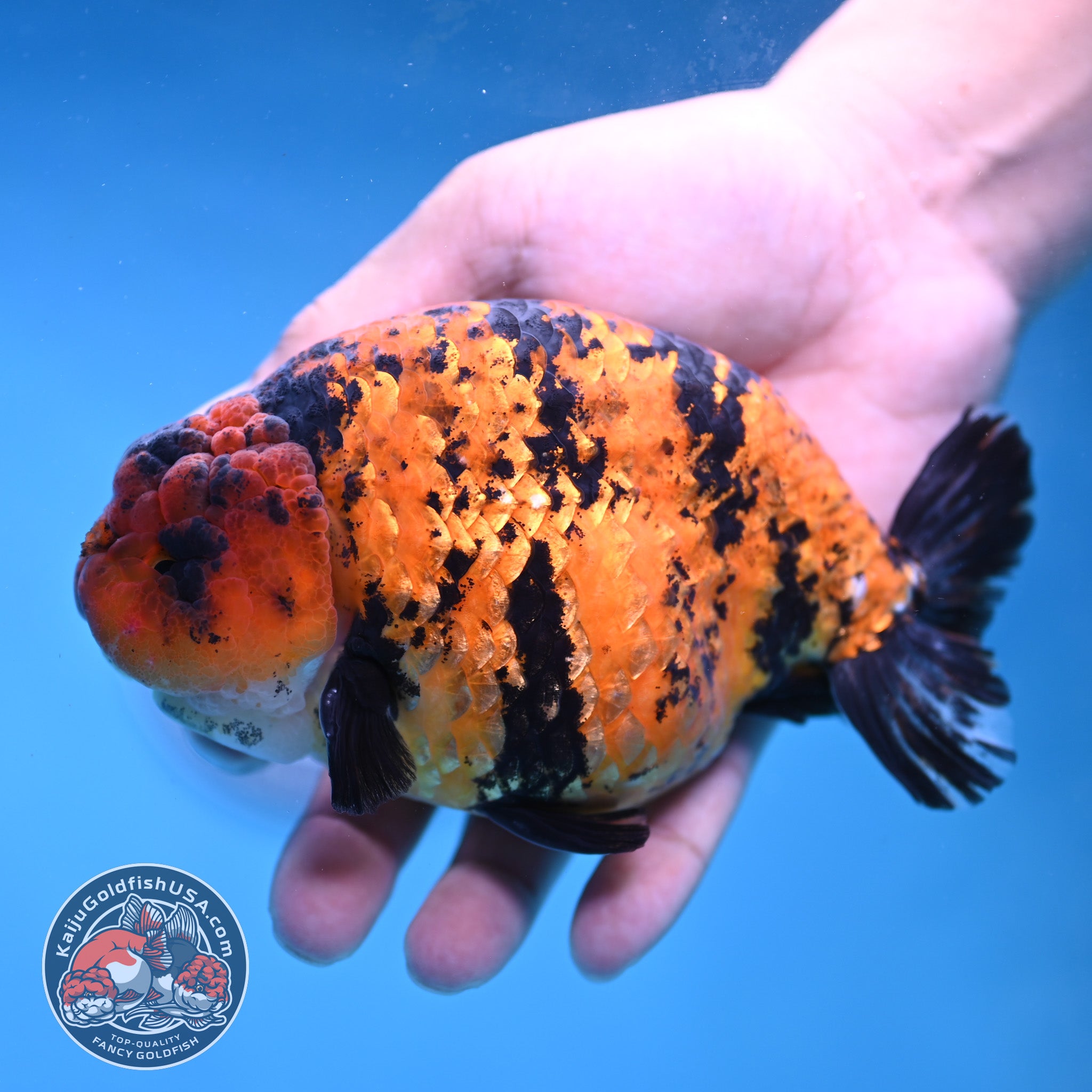 Top-Quality Fancy Goldfish For Sale | Kaiju Goldfish USA