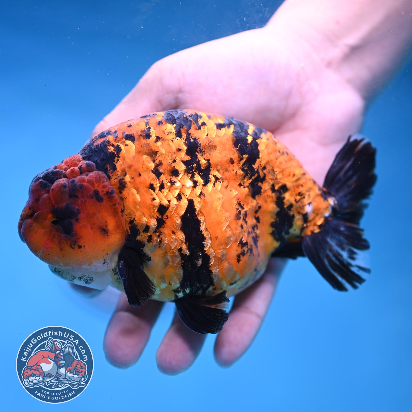 Jumbo Tiger Ranchu 5 inch Body (260306_RC02)
