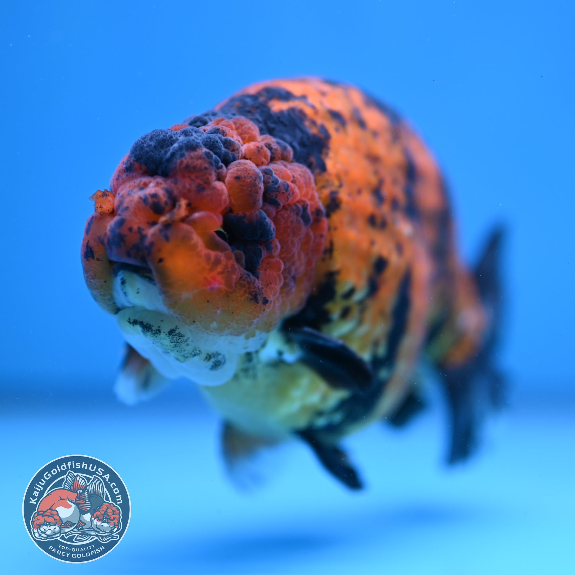 Jumbo Tiger Ranchu 5 inch Body (260306_RC02)