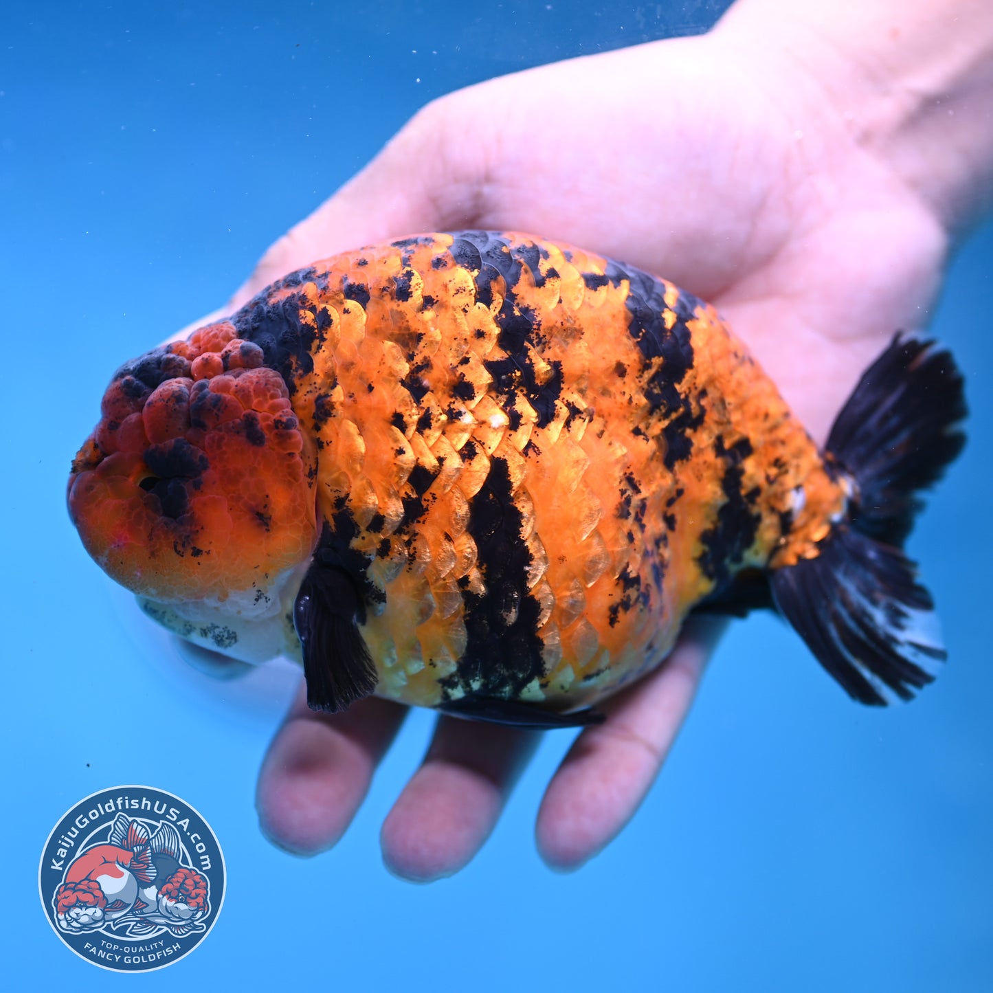 Jumbo Tiger Ranchu 5 inch Body (260306_RC02)