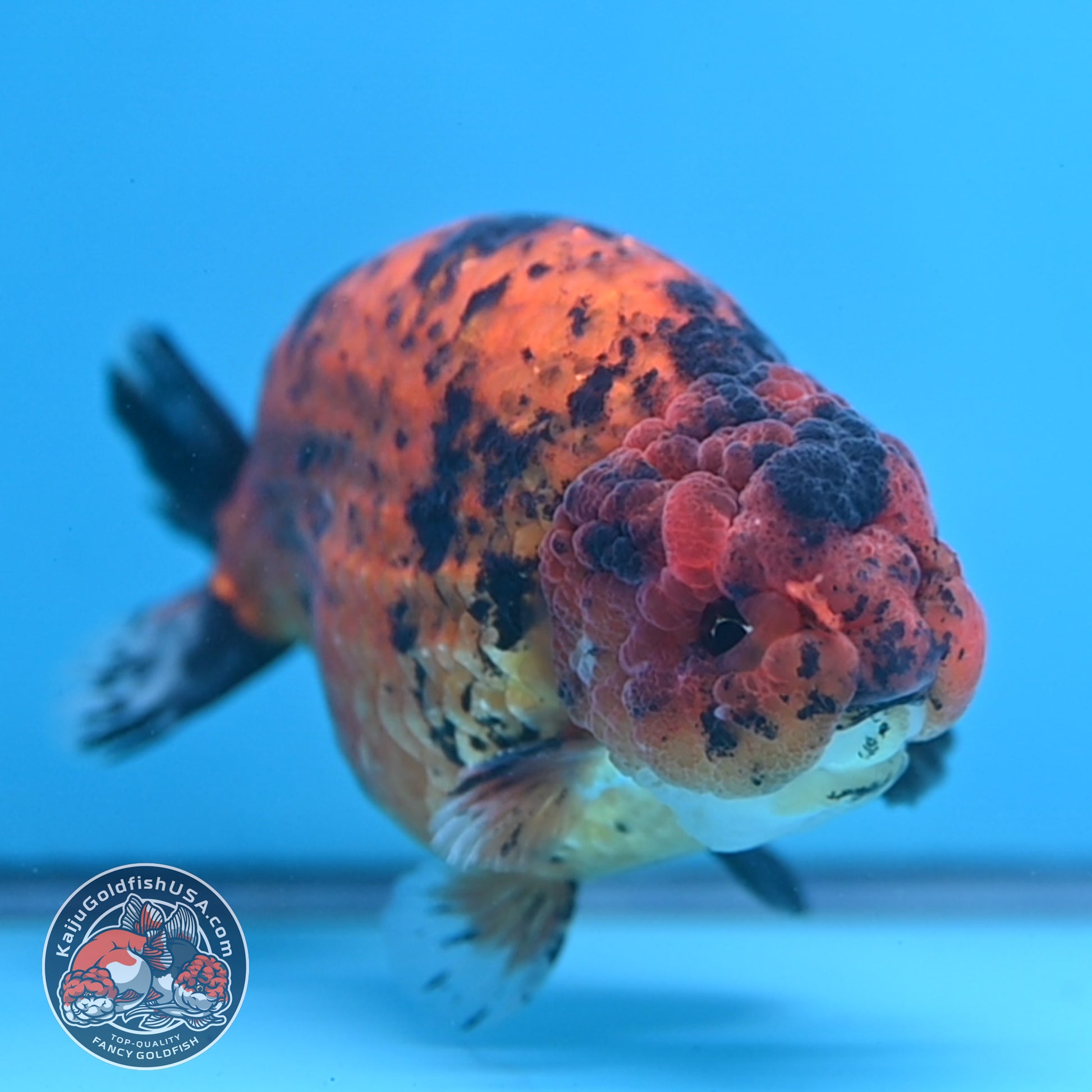 Jumbo Tiger Ranchu 5 inch Body (260306_RC02)