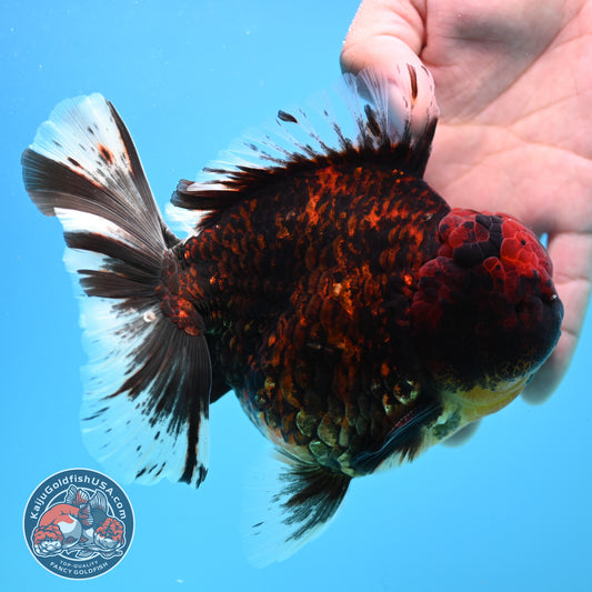 Jumbo Tiger Rosetail Oranda 5 inch Body (260417_OR02)