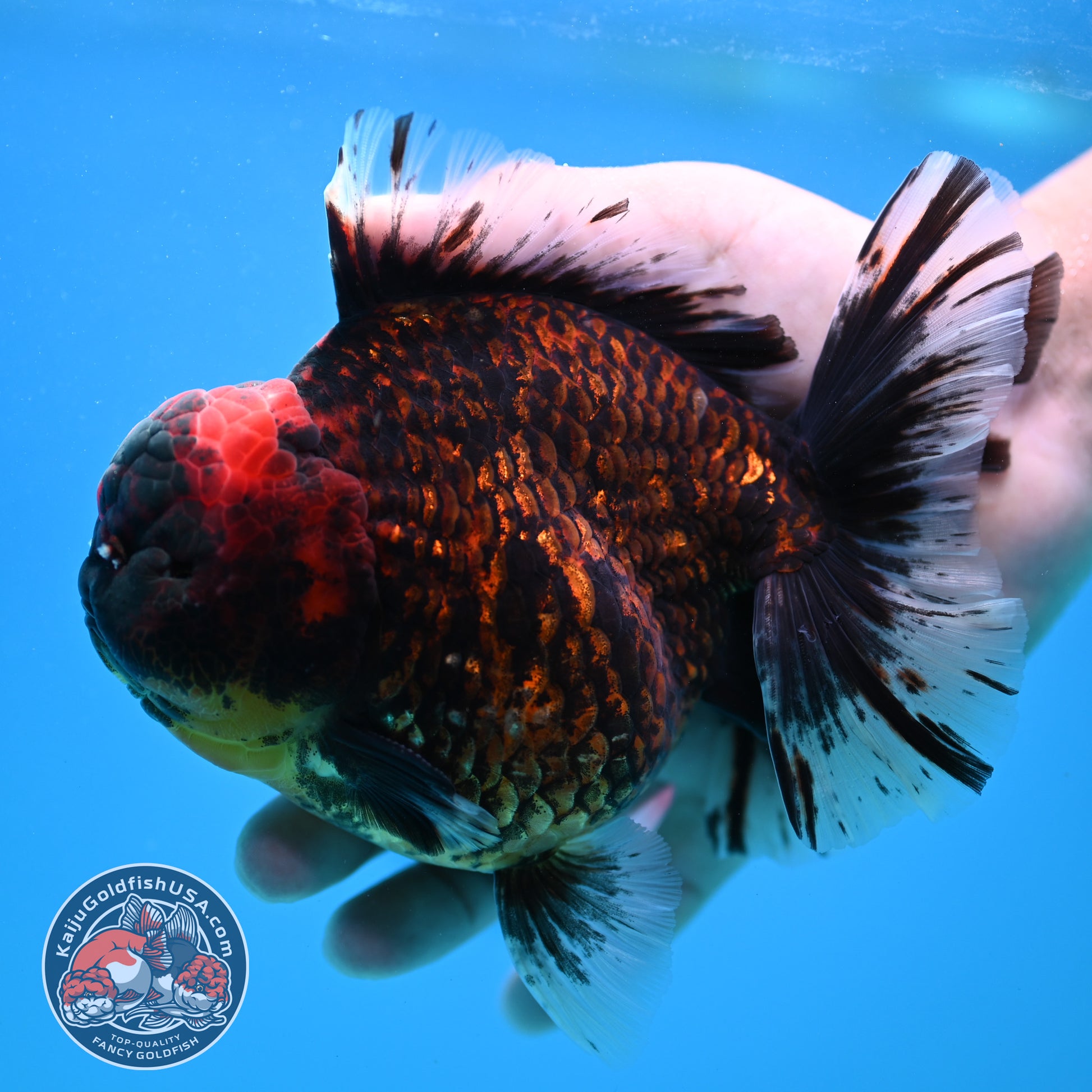 Jumbo Tiger Rosetail Oranda 5 inch Body (260417_OR02)