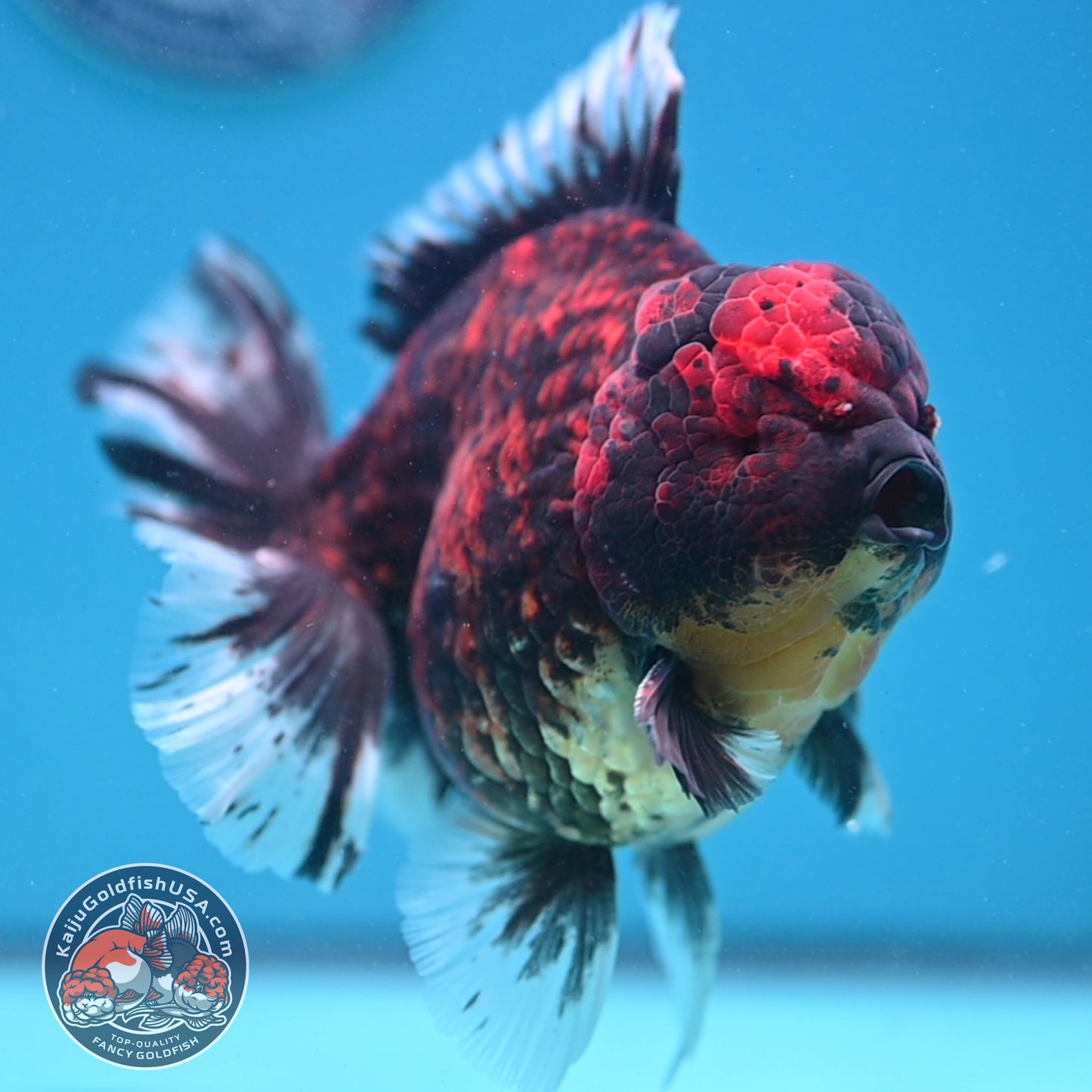 Jumbo Tiger Rosetail Oranda 5 inch Body (260417_OR02)