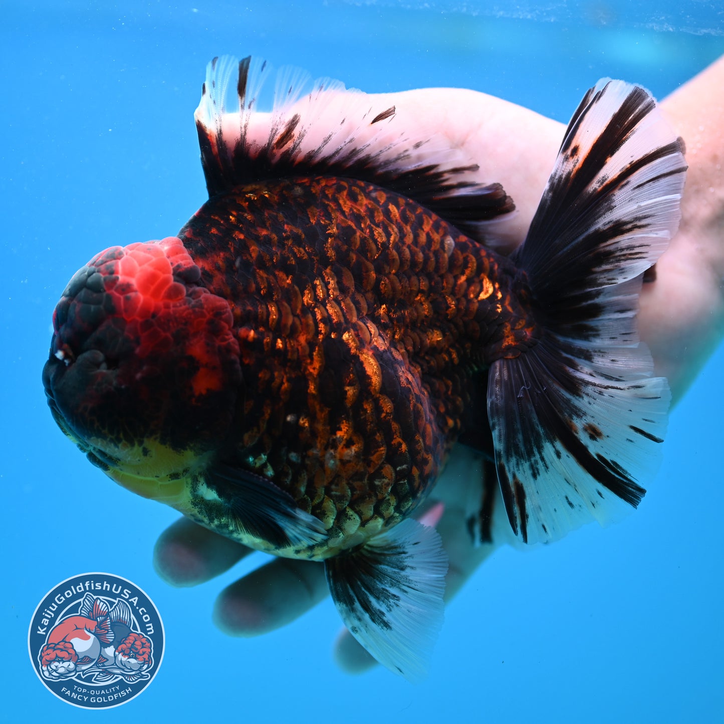 Jumbo Tiger Rosetail Oranda 5 inch Body (260417_OR02)