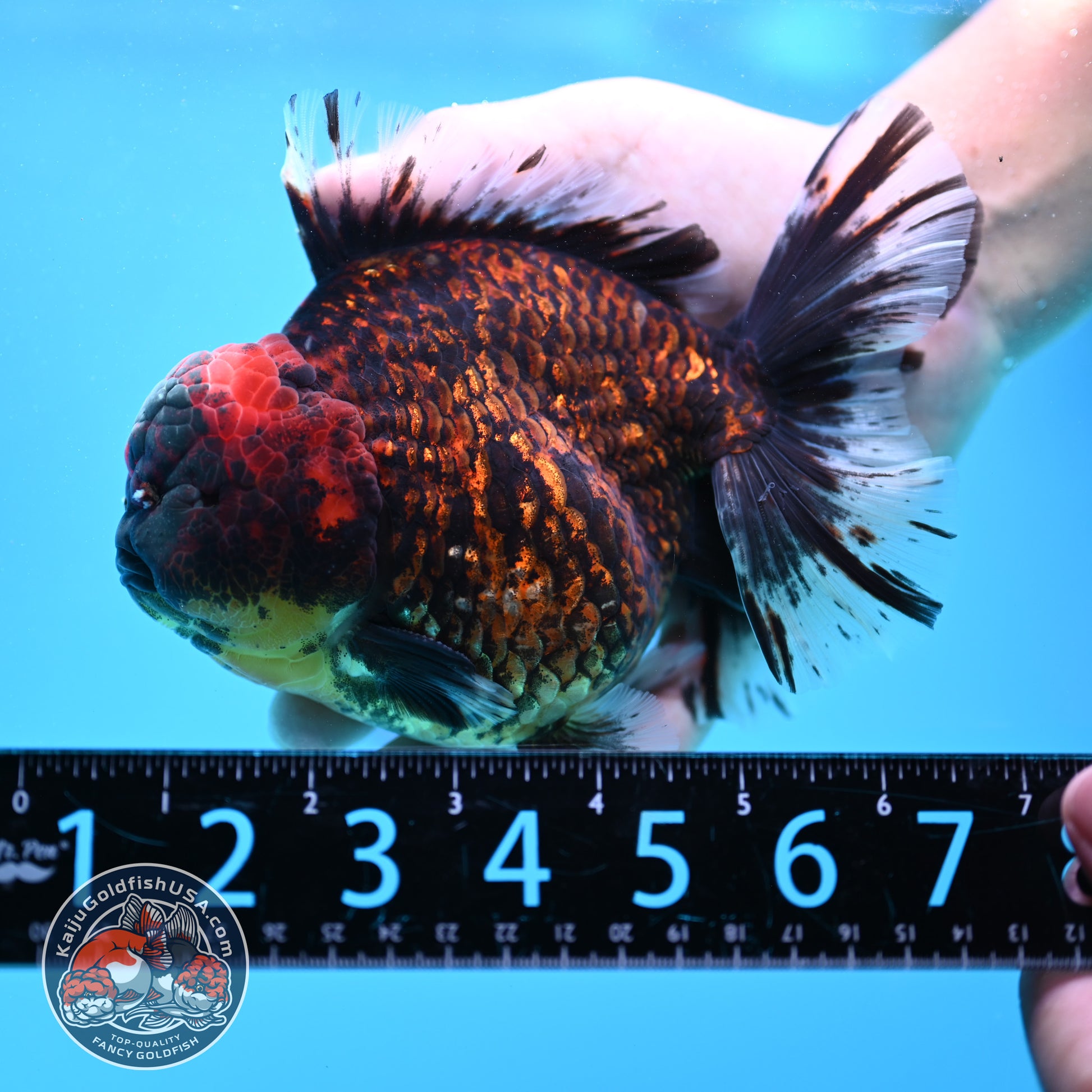 Jumbo Tiger Rosetail Oranda 5 inch Body (260417_OR02)
