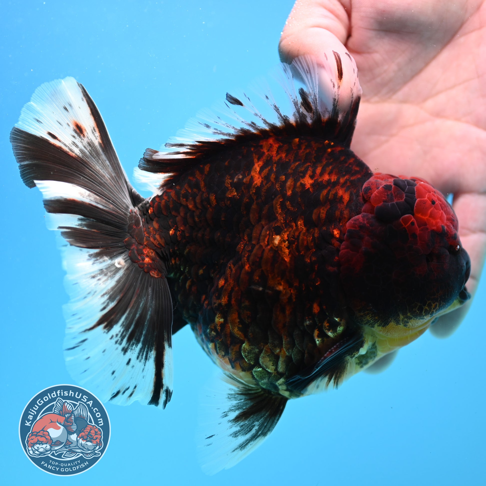 Jumbo Tiger Rosetail Oranda 5 inch Body (260417_OR02)