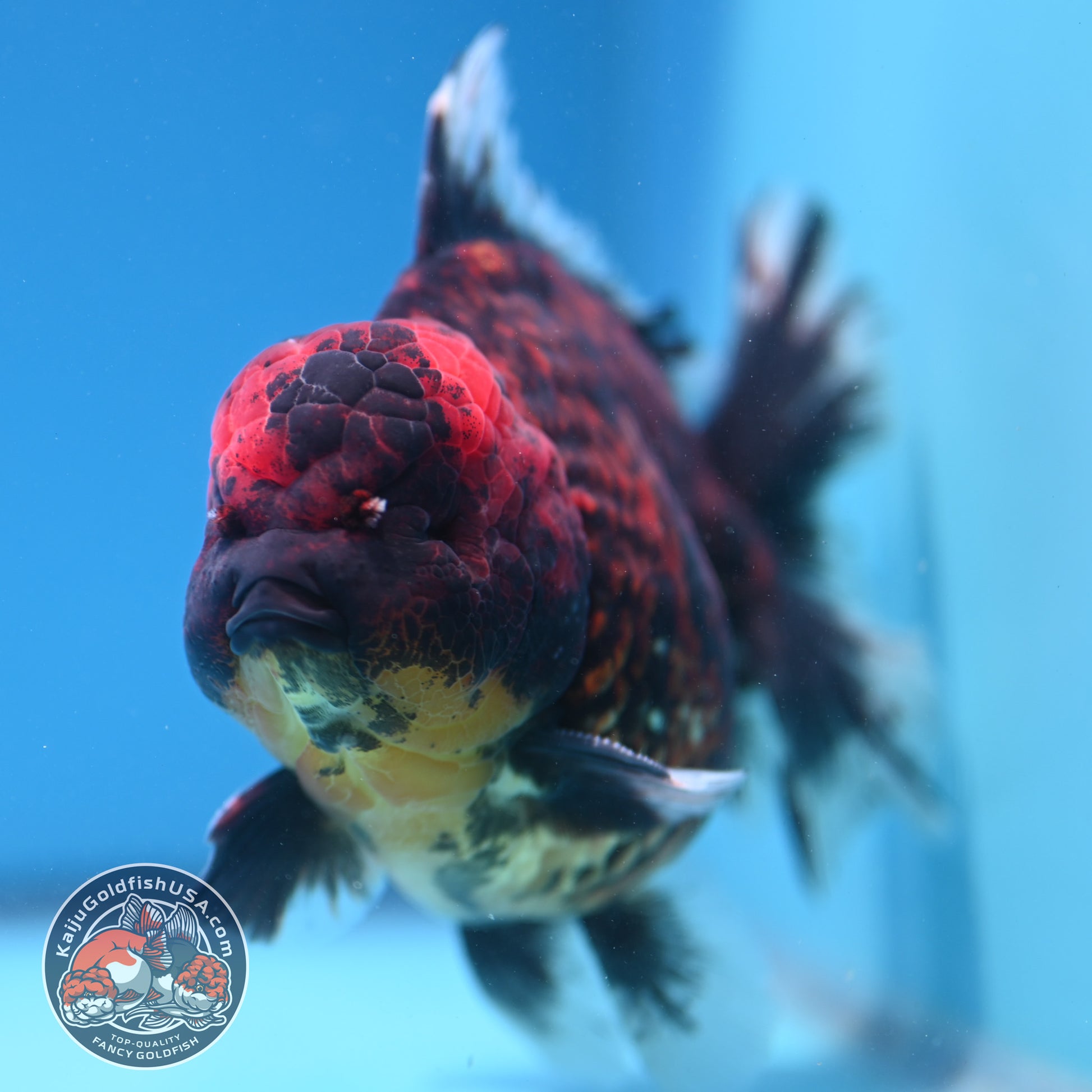 Jumbo Tiger Rosetail Oranda 5 inch Body (260417_OR02)